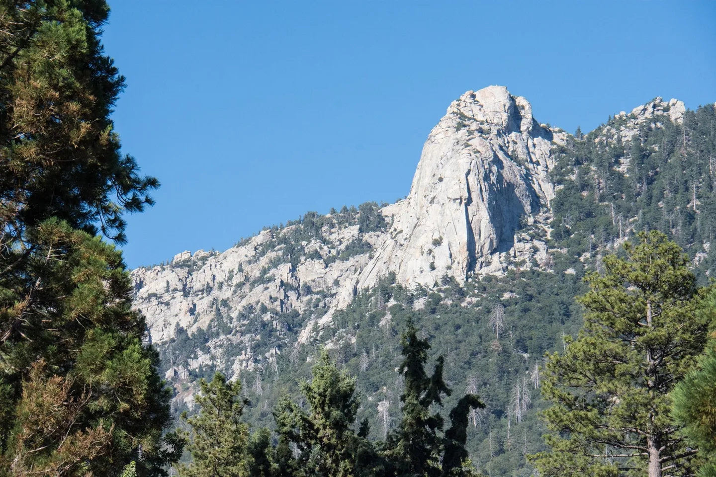 Lily Rock rises above pine-covered mountain slopes beneath a clear blue sky in Idyllwild.