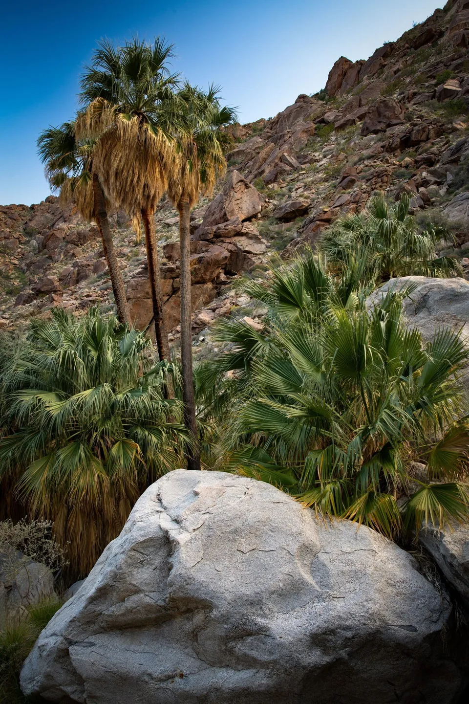 Native fan palms and rocky canyon walls in the Indian Canyons landscape.