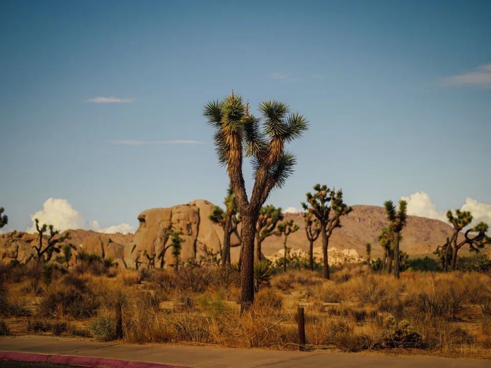 Joshua trees and sunlit desert boulders beneath a clear blue sky.