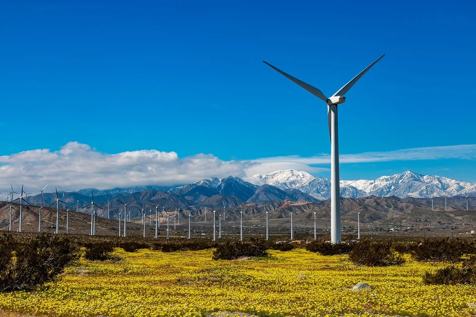 White wind turbines rise behind yellow desert wildflowers with snowcapped mountains beyond.