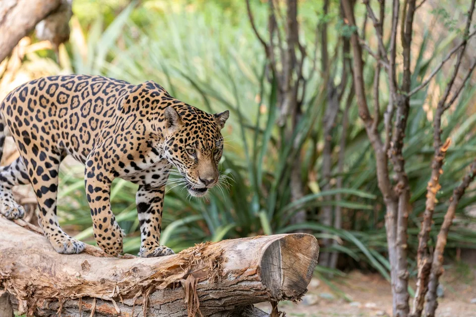 A jaguar walks along a log amid green habitat plantings at The Living Desert.